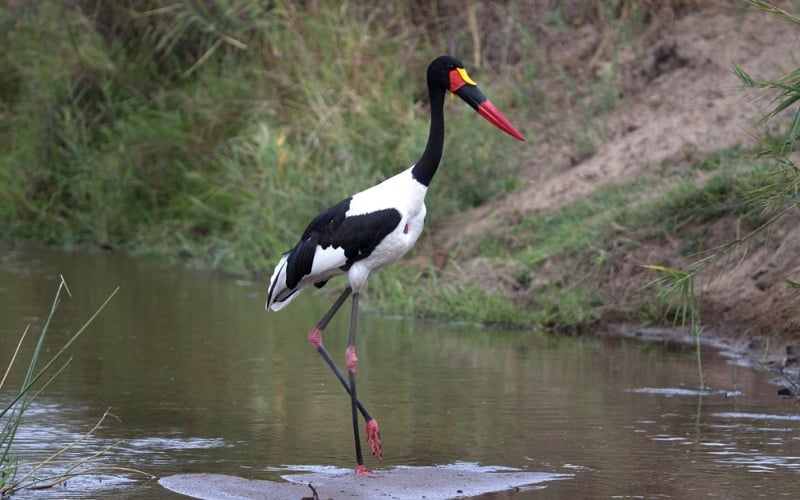 Birding Safaris at &Beyond Phinda Private Game Reserve